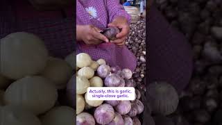 Garlic farming garliccloves garlicfarminggarlic howtogrowgarlic [upl. by Yngiram]