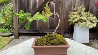 Potting A Hinoki False Cypress Bonsai Chamaecyparis Obtusa Filicoldes November 2022 [upl. by Nayrbo]