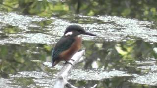 IJsvogels bij de Tichelgaten Zwolle 9 juli 2011 Alcedo atthis kingfisher [upl. by Lenz837]