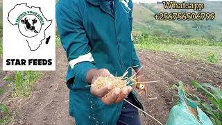 How Best to plant Pastures  chloris gayanaRhodes Grass [upl. by Ruon973]