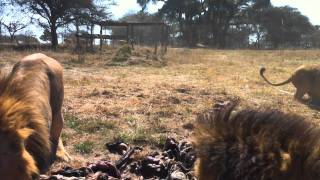 Male Lions in a feeding frenzy at Antelope Park [upl. by Inaliel]