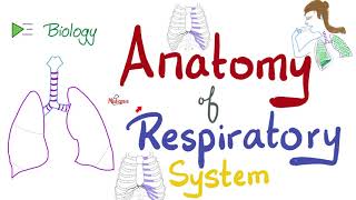 Anatomy of the Respiratory System  An Overview  Biology Anatomy and Physiology [upl. by Heilner489]