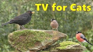 How I Relax My Cat  Birds for Cats to Watch ⭐ 8 HOURS ⭐ [upl. by Delle]