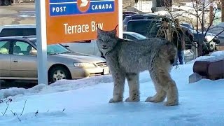 Lynx spotted at post office [upl. by Leigha]