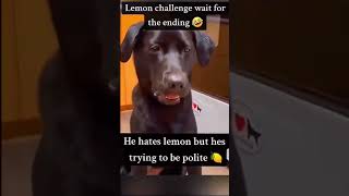 Dogs Reaction After Eating Lemon🍋💔😂ShortClip shorts sama28 viral trending explore fyp [upl. by Douglas998]