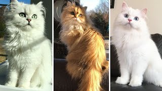 Inside the World of Persian Cats History Facts and Fun [upl. by Lotti642]