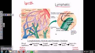 Organs of the immune system [upl. by Eutnoj]