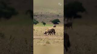 Relentless Predator The Hyenas Pursuit of Prey [upl. by Elbertina396]