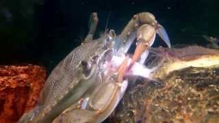 Blue crab eating goldfish in an aquarium [upl. by Trilbie]