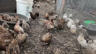 Raw UnCut Look at Raising Bobwhite Quail Chickens amp Hatchery [upl. by Llennaj]