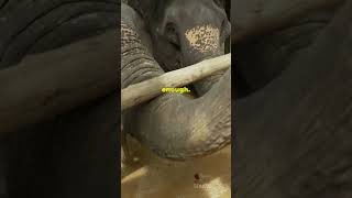 Elephant Vs Rhino Who Wins [upl. by Eimac]