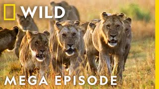 Worlds Deadliest MEGA EPISODE  Season 1 Full Episodes  Nat Geo Wild [upl. by Eeloj]