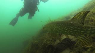 Huge pike carp and an unconventional ascent in Dosthill Quarry UK [upl. by Burtie]