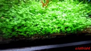 HYDROCOTYLE TRIPARTITA JAPAN [upl. by Llebanna158]