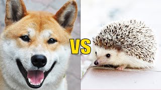 DOG vs HEDGEHOG  Animals Talking with Subtitles [upl. by Neitsabes]