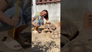 Ep1 tortoise turtle cute tortoiselover animals turtoise tortoiseaddict pets turtlelover [upl. by Atival]