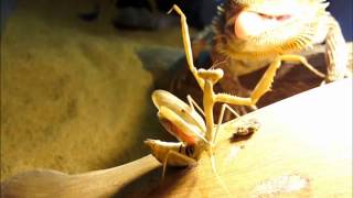 Bearded Dragon vs Praying Mantis [upl. by Bolte]