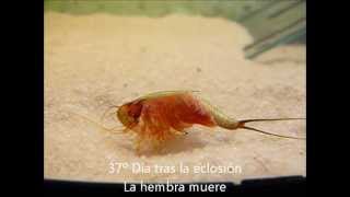 Triops longicaudatus últimos días de vida y desove [upl. by Amaerd]