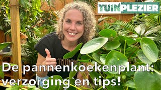 Alles wat je moet weten over de pannenkoekenplant Pilea 🌱  Verzorging en tips 💧  Tuinplezier [upl. by Eilsew]