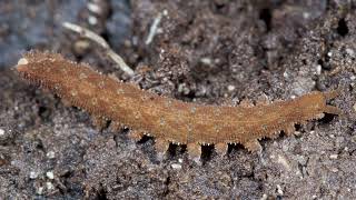 Phylum Onychophora Velvet Worms [upl. by Enneira211]