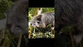 Binturong animals edukasihewan mamalia shorts [upl. by Tartaglia998]