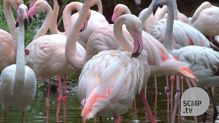 Meet Kowloon Park’s flamingo caretaker [upl. by Fanchan]