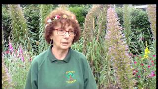 After 10 Years Trying Echium Pininana are Flowering Tall at Furzy Gardens [upl. by Linehan613]