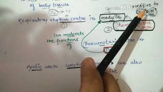 Regulation of respiration by Rhythm centre pneumotaxic centrechemosensitive area etc [upl. by Ecinue653]