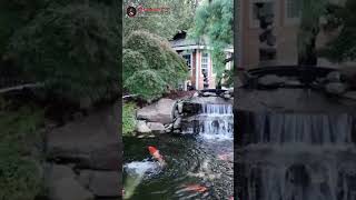 20000 GALLON KOI POND 8000 GALLON NATURAL POND USA [upl. by Sena]