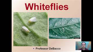 Whiteflies [upl. by Idzik730]