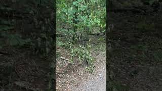 Chickasaw National Recreation Area Travertine Creek Trail rocks babblingbrook foresthikes [upl. by Polky]