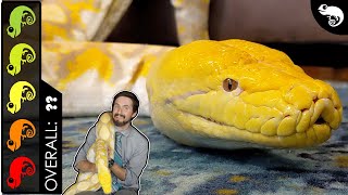 Reticulated Python The Best Pet Snake [upl. by Lehsreh853]