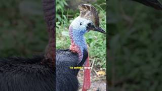 Cassowary The Worlds Most Dangerous Bird  Deadliest Bird Facts [upl. by Nillok]