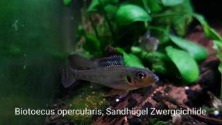 SandhügelZwergcichlide Biotoecus opercularis  ShrimpVisions [upl. by Eimme580]