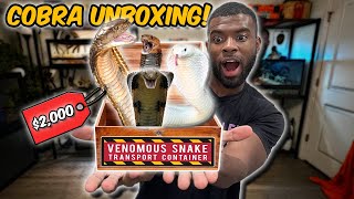 Unboxing a NEW COBRA Snake [upl. by Koerner220]