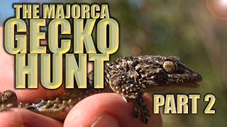 The Majorca Gecko Hunt  Part 2  Herping in Spain [upl. by Xxam918]