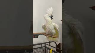 Umbrella cockatoo Angry Bird saying WTF shorts [upl. by Nicko]