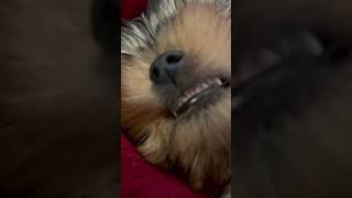 Look at his little baby teethDo you have a dog If so what kind newpuppy yorkie youtubeshorts [upl. by Sirrad55]