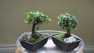 Caring for the Ulmus Parvifolia Bonsai [upl. by Misa]