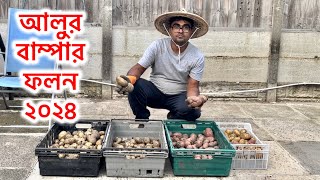 আলুর বাম্পার ফলন  Harvest Potatoes  How to harvest potatoes  potatoes [upl. by Elleira]