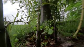 Incense bamboo Phyllostachys atrovaginata timelapse [upl. by Minnie119]