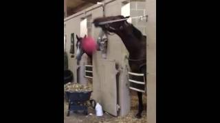 Horse Shows Off Ball Handling Skills [upl. by Nangatrad]