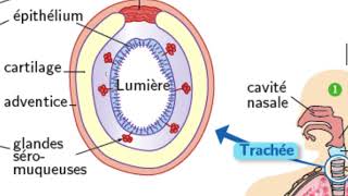 1ST2S1 vidéo 14 Histologie trachée bronches bronchioles 28 avril 20 [upl. by Columbine]