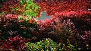 The STORY of a PLANTED AQUARIUM  Easy Dutch Aquascape [upl. by Purdum437]