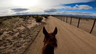 Burros at the Ridgecrest Regional Wild Horse and Burro Corrals 01132024 Fire Mt Endurance Ride [upl. by Naejarual]