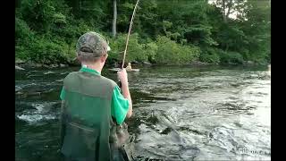 Greenbrier River Bronzeback at Golden Hour [upl. by Shah]