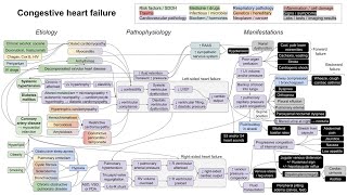 Congestive heart failure mechanism of disease [upl. by Noellyn]