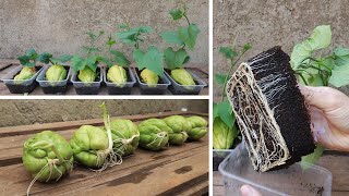 Tips for planting and propagating chayote early harvested from fruit bought at the supermarket [upl. by Delija]