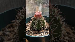 HOW MANY FRUIT CAN THIS LITTLE GUY PRODUCE AMAZING MELOCACTUS MATANZANUS cactus plants garden [upl. by Happ]