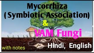 Mycorrhiza amp VAM Fungi with Symbiosis Association explain hindi and english with full notes [upl. by Loralee]